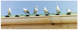 bird repellant systems, india bird menace manufacturer