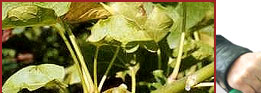 Jatropha Curcas Plant - Jatropha Seed,Bio Diesel
