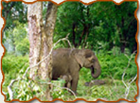 Madumalai Wildlife Sanctuary